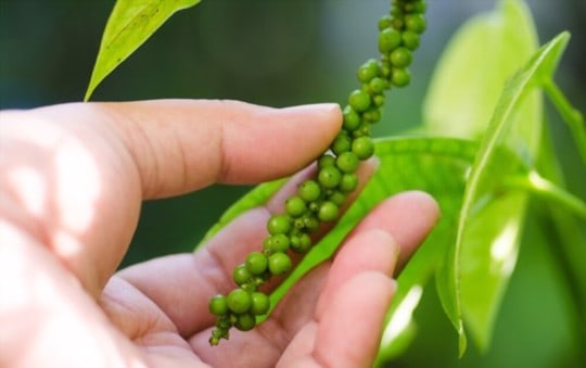 what is green peppercorn