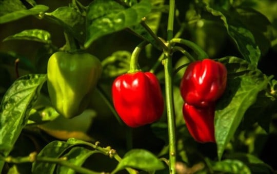 what is habanero pepper