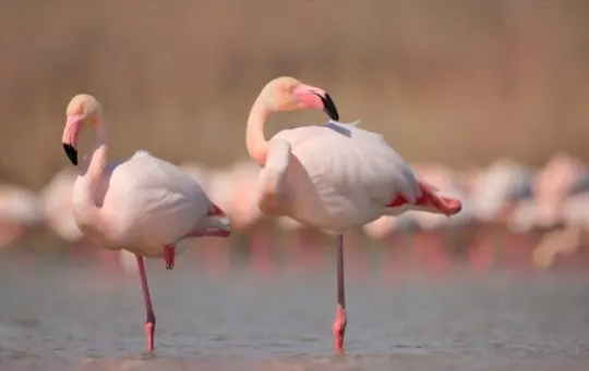 what does flamingo taste like