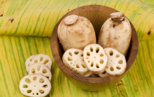 what is lotus root