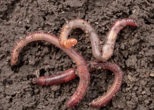 how to eat earthworms