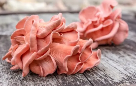 how to prepare and cook pink oyster mushrooms
