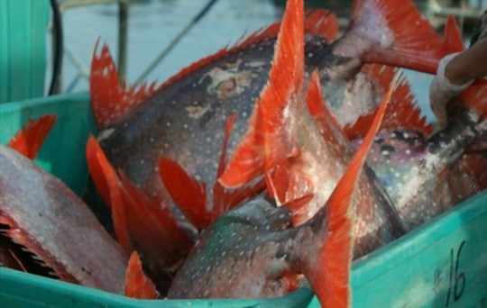 what is opah fish