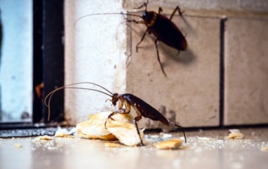 are cockroaches poisonous or safe to eat