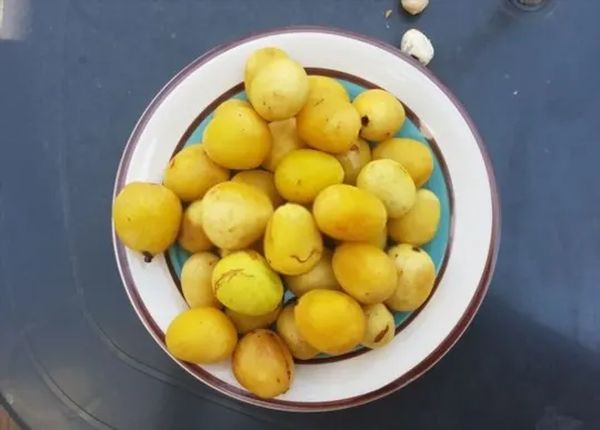 how to cook and use marula fruit