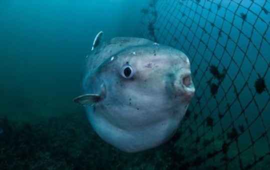 what is sunfish