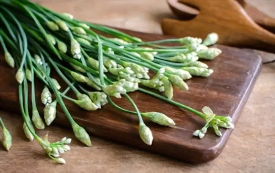 garlic chive no português - dicionário Inglês-Português